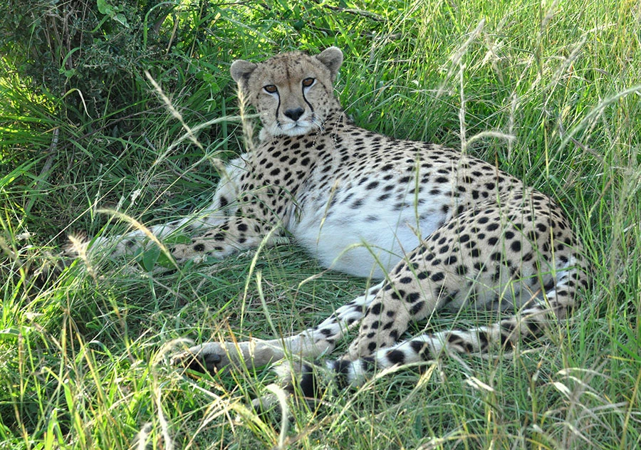 Cheetah resting