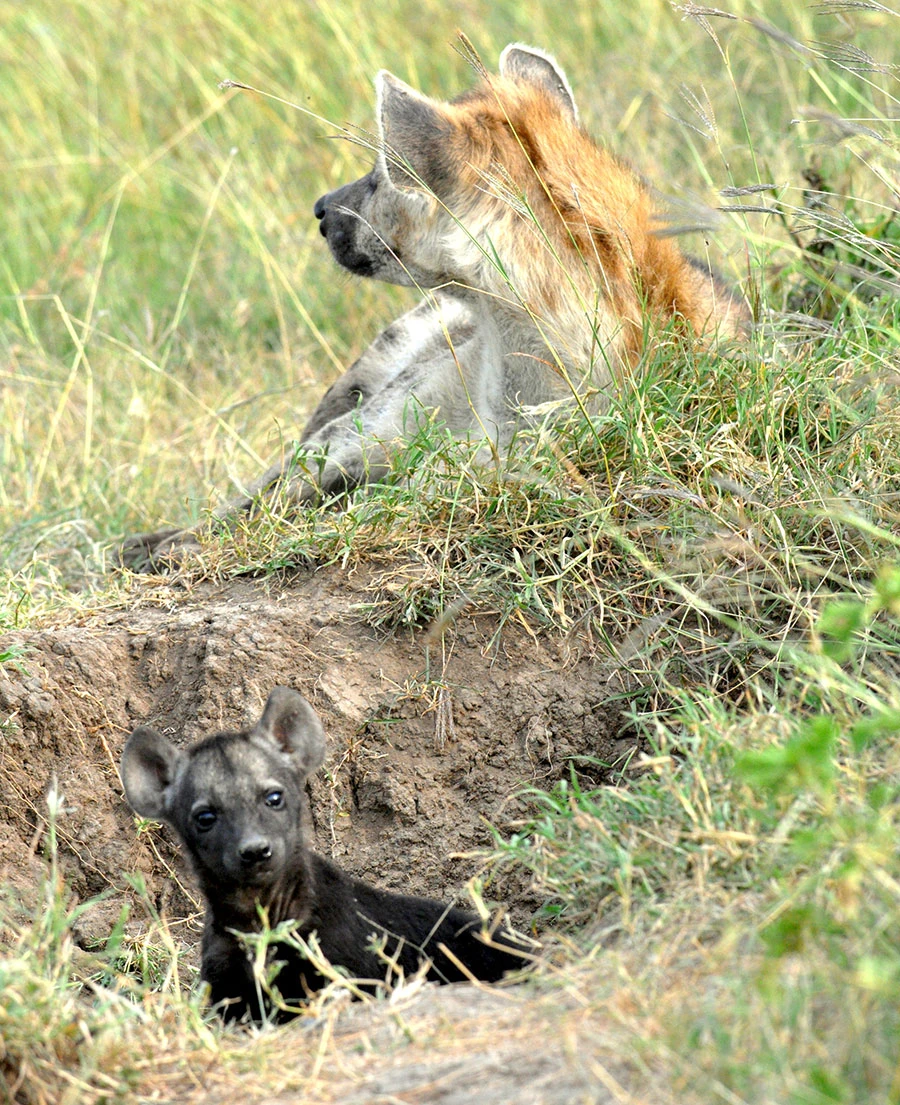 Hyena and cub