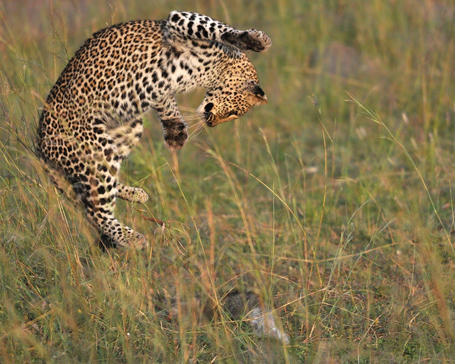 Leopard in motion