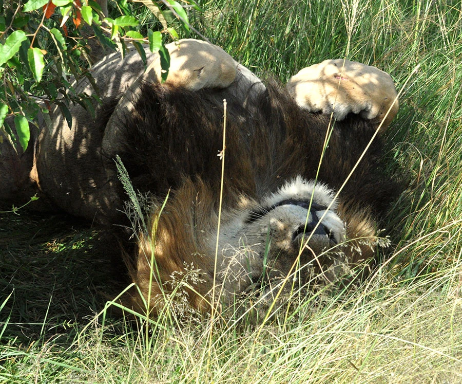 Lion rolling in the grass