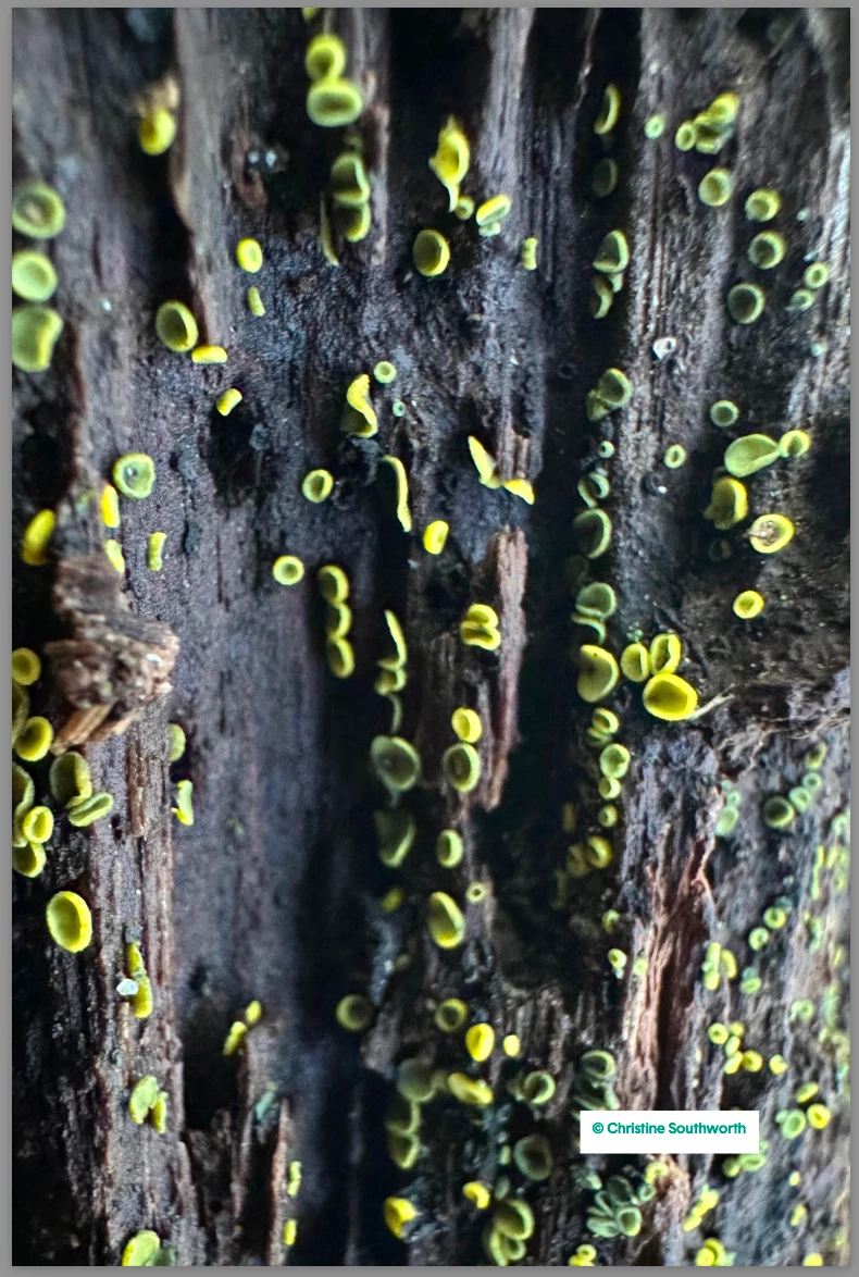 Mushroom photograph