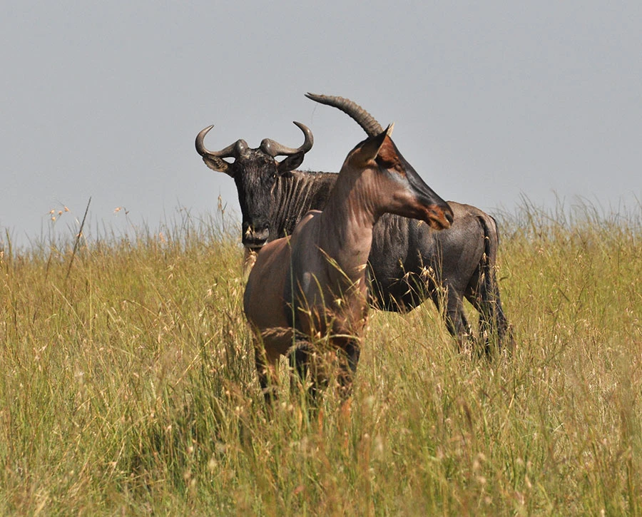 Topi and wildebeest
