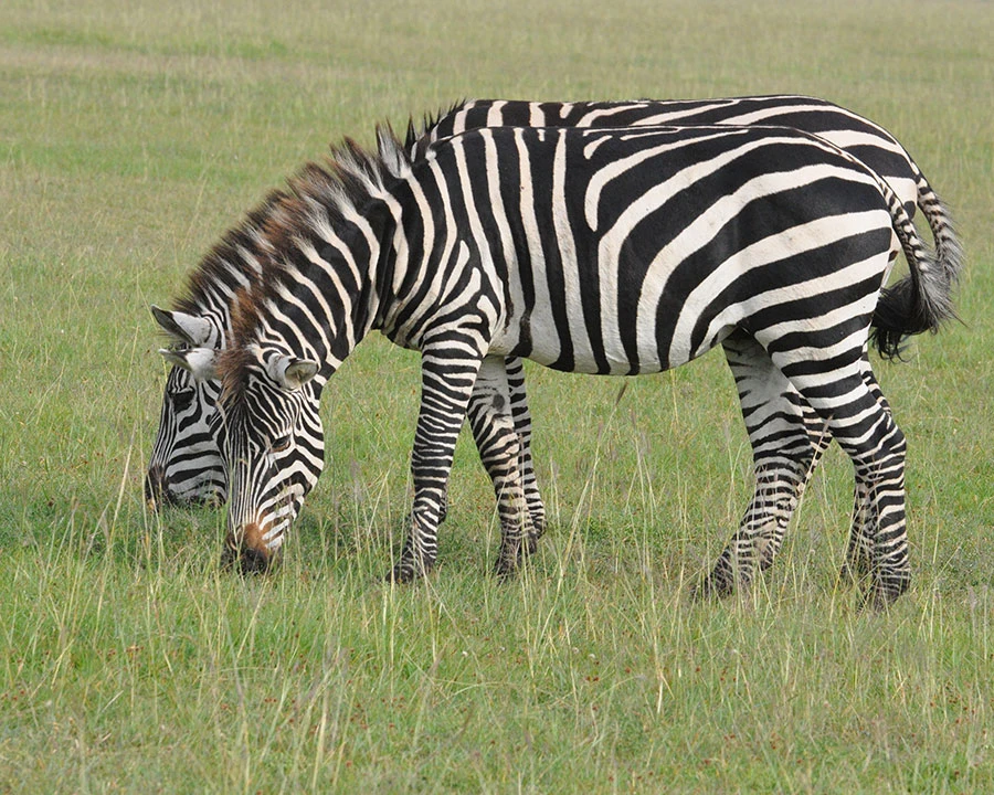 Zebras